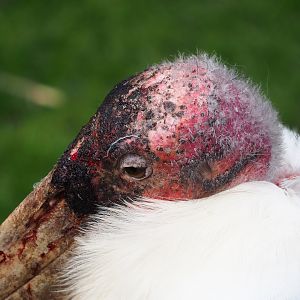 Marabou (Leptoptilos crumenifer), 2023-10-13