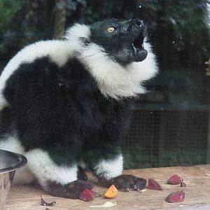 Black and white ruffed lemur (Varecia variegata variegata), 2023-10-13