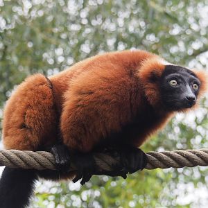 Red ruffed lemur (Varecia rubra) , 2023-10-13