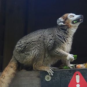 Crowned lemur (Eulemur coronatus), 2023-10-13