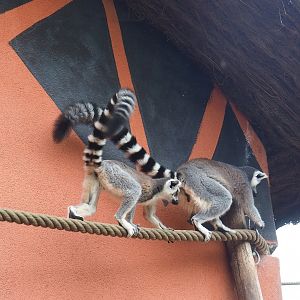 Ring-tailed lemurs (Lemur catta), 2023-10-13
