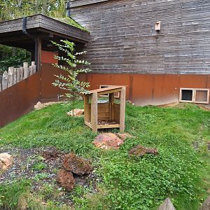 Brown Dorcopsis exhibit, 2023-10-13