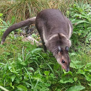 Brown dorcopsis (Dorcopsis muelleri), 2023-10-13