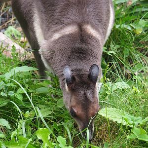 Brown dorcopsis (Dorcopsis muelleri), 2023-10-13