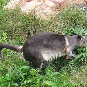 Brown dorcopsis (Dorcopsis muelleri), 2023-10-13