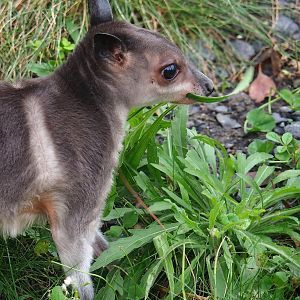 Brown dorcopsis (Dorcopsis muelleri), 2023-10-13
