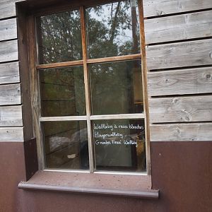 Viewing window into Brown Dorcopsis indoor exhibit, 2023-10-13