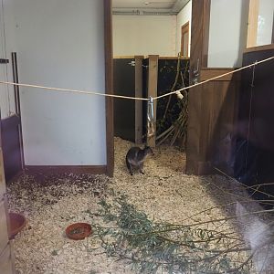 Brown Dorcopsis indoor exhibit, 2023-10-13