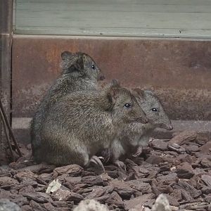 Long-nosed potoroos (Potorous tridactylus), 2023-10-13