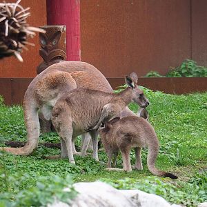 Eastern grey kangaroos (Macropus giganteus), 2023-10-13