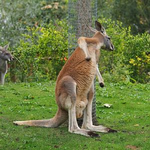 Red kangaroo (Osphranter rufus), 2023-10-13