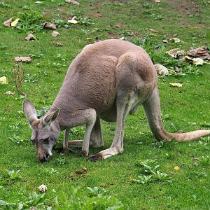 Red kangaroo (Osphranter rufus), 2023-10-13