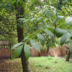 Part of one of the Double-wattled cassowary exhibits, 2023-10-13