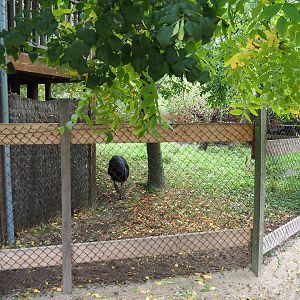 Part of one of the Double-wattled cassowary exhibits, 2023-10-13