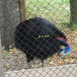 Double-wattled cassowary (Casuarius casuarius), 2023-10-13