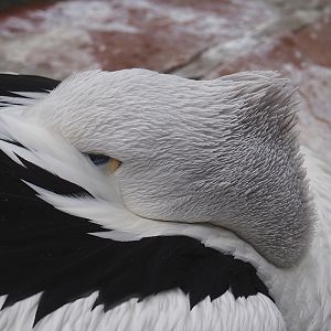 Australian pelican (Pelecanus conspicillatus), 2023-10-13