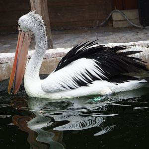 Australian pelican (Pelecanus conspicillatus), 2023-10-13