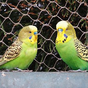 Budgerigars (Melopsittacus undulatus), 2023-10-13