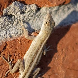 Brown Anole - Florida