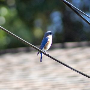 Eastern Bluebird - Florida