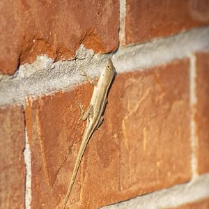 Brown Anole - Florida
