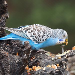 Budgerigar (Melopsittacus undulatus), 2023-10-13