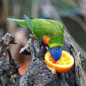 Rainbow lorikeet (Trichoglossus moluccanus), 2023-10-13