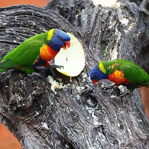 Rainbow lorikeets (Trichoglossus moluccanus), 2023-10-13