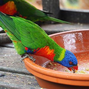 Rainbow lorikeet (Trichoglossus moluccanus), 2023-10-13