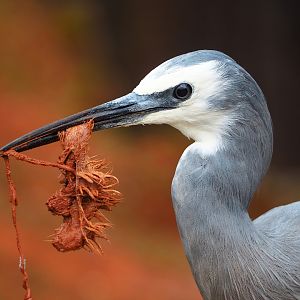 White-faced Heron (Egretta novaehollandiae), 2023-10-13