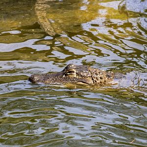 American Alligator