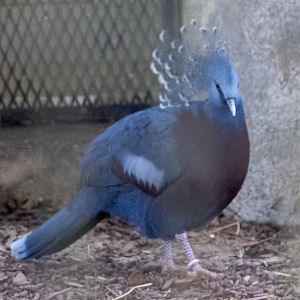 Crowned Pigeon