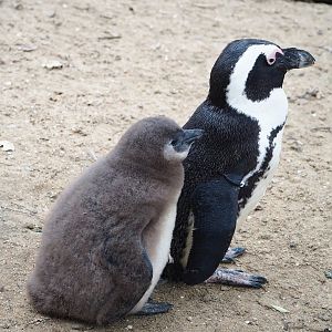 African penguin (Spheniscus demersus) with chick, 2023-10-13