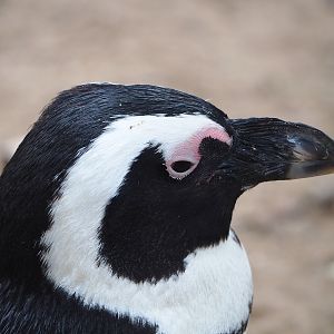 African penguin (Spheniscus demersus), 2023-10-13
