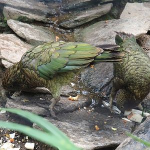 Keas (Nestor notabilis), 2023-10-13