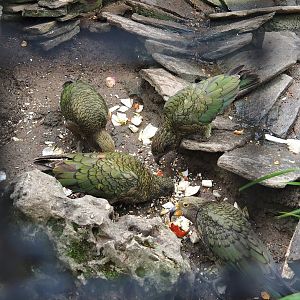 Keas (Nestor notabilis), 2023-10-13