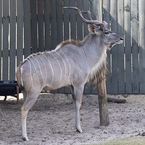 Greater Kudu