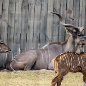 Greater Kudu Family