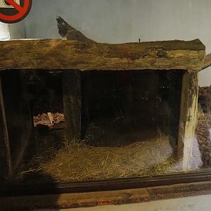 Tasmanian wombat den, 2023-10-13