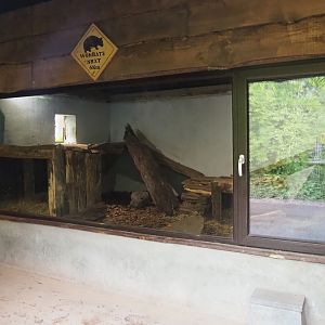 Tasmanian wombat den, 2023-10-13