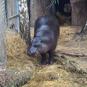 Western pygmy hippopotamus (Choeropsis liberiensis liberiensis), 2023-10-13