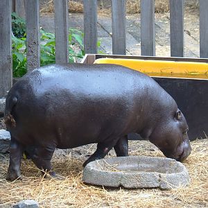 Western pygmy hippopotamus (Choeropsis liberiensis liberiensis), 2023-10-13