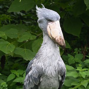Shoebill (Balaeniceps rex), 2023-10-13