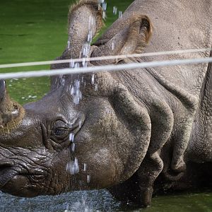 Greater One Horned Rhinoceros