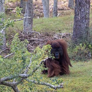 Orangutan