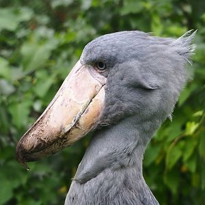 Shoebill (Balaeniceps rex), 2023-10-13