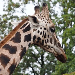 Rothschild's giraffe (Giraffa camelopardalis rothschildi), 2023-10-13