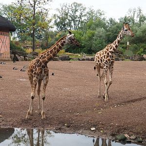 Rothschild's giraffes (Giraffa camelopardalis rothschildi), 2023-10-13