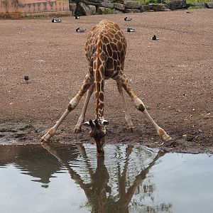 Drinking Rothschild's giraffe (Giraffa camelopardalis rothschildi), 2023-10-13