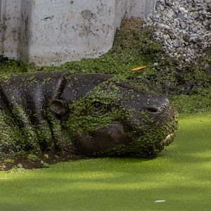 Pygmy Hippo